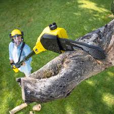 Best Tree Risk Assessment  in Gloversville, NY