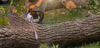 Best Arborist Consultation Services  in Gloversville, NY