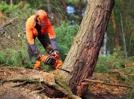 Best Lawn Maintenance Plans  in Gloversville, NY