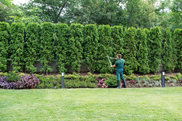 Best Fruit Tree Pruning  in Gloversville, NY